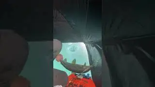 Lake Simcoe Whitefish on the Perky Power Pole (Kempenfelt Bay)