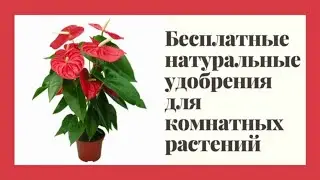 Бесплатные натуральные удобрения для комнатных растений