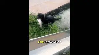 The dog caught the fish all by himself🐶❤️