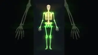 206 bones of human skeleton: 3d animation #humananatomy #skeletalsystem  #biology