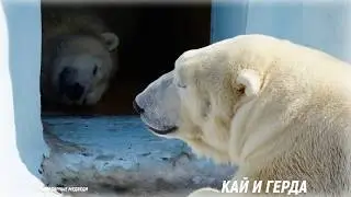Белые медведи в Новосибирском зоопарке