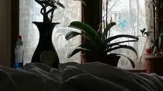 birds.