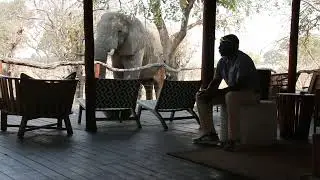The Interaction Of Human and Wildlife In A Peaceful Way