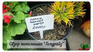 Обзор питомника 