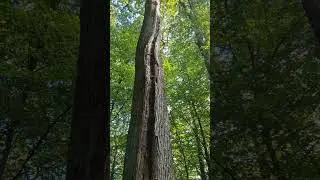 Tree struck by lightning and recovered