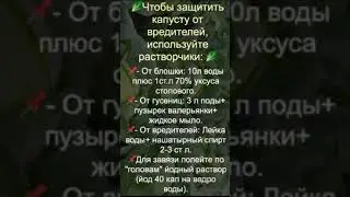 ЗАЩИТИМ КАПУСТУ ОТ ВРЕДИТЕЛЕЙ