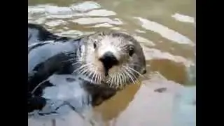 Our Cute Pets - Sea Ape is Speaking