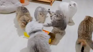 When siblings fight, the mother cat gets furious!