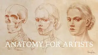 7 Erroneous Beliefs about Anatomy for Artists