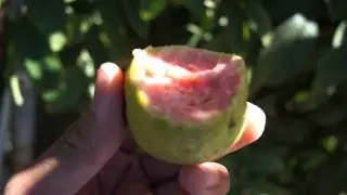 Picking Organic Guava
