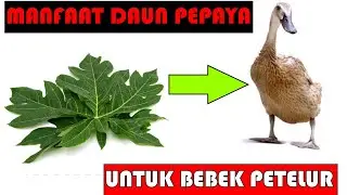 BENEFITS OF PEPAYA LEAVES FOR DUCK DAYERS