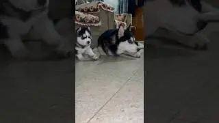 Cute cheeni ke puppy 