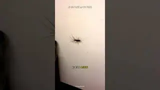 SE LO VEDI, NON UCCIDERLO!