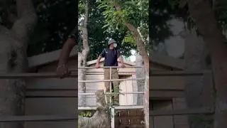Living in a treehouse with my cat