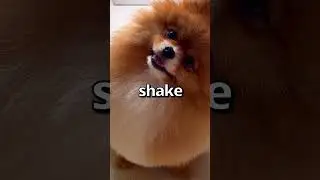 CORGI shows HOW TO Handle EMOTIONS 🤣 | Wholesome Animals