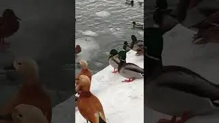 МНОГОЛЮДНО🤣 У НАС 🦆🦆🦆🦢🦤🕊️🦩🦚😍 