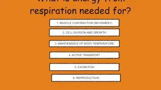 1. Respiration introduction (with audio)