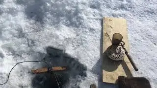 Не каждый день, коту Масленица.