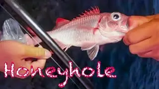 Menpachi Honey Hole! + Invasive Toaus