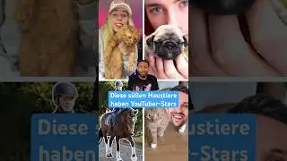 Die süßesten #YouTuber #Haustiere #shorts