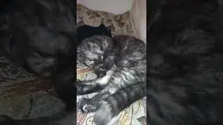 Королева Пушистых 