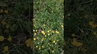 Чуть не погубил зайчат...