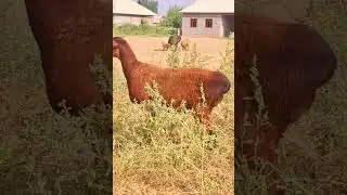 Сотувда асл хисори элита совлик тел 978441967.Сурхондарёда #shorts  #хисори#sheep