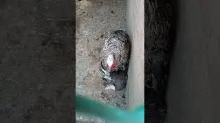 Индюк весь в работе🙈