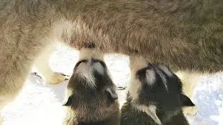 хаски весна