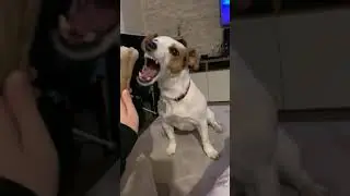 Playing with my Jack Russell - she barks and growls