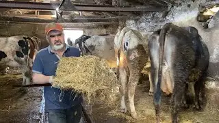 INTENSIVE WORK ON THE FARM / DAILY WORKS 52