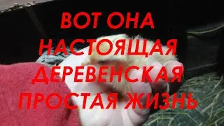 ЖИЗНЬ В ДЕРЕВНЕ ПРОСТЫХ ЛЮДЕЙ //Лежим, спим и ничего не делаем//