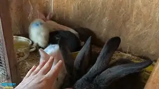 TAVŞANCILIK YAPMAK İSTEYENLER İÇİN  ÖRNEK BİR KÜMES 