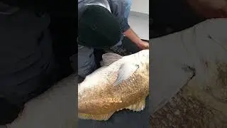 HUGE Fish Thrown At My Feet! 
