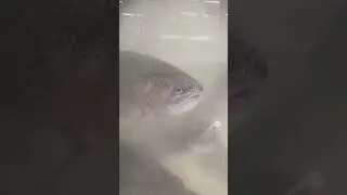 Живая рыба ТЦ Карнавал
