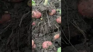 картошка готова #shorts #урожай2023 #картошка