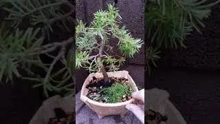 бонсай из пихты