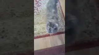 Hit the road Fluffy