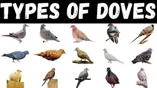 Types Of Doves | Doves For kids | Bird Species #dove #birds