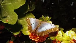 Butterfly Pavilion, National Museum of Natural History
