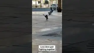 cute pairs cute fight... lovely to see