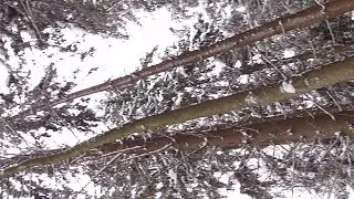 Прощание с лесом