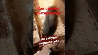 вьетнамские свиньи очень чистые!