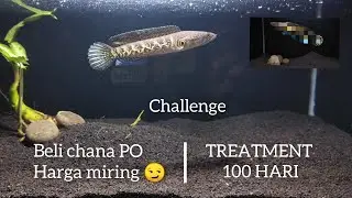 RIVIEW IKAN CHANA  PO, sampe jadi juara