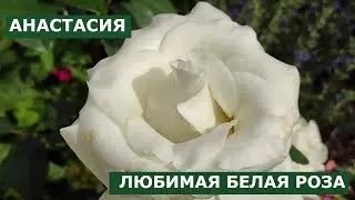 My favorite white rose, Anastasia, in my garden