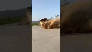 Cut Puppy is Playing with Little Chick