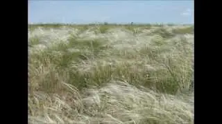 степь донецкая - feather grass
