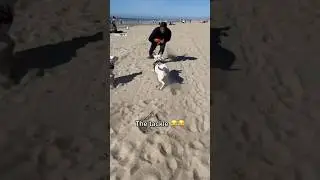 Man vs Dog 😳