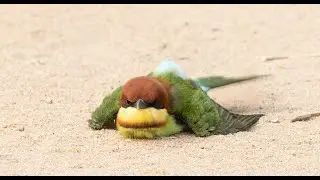 Chestnut Headed Bee Eaters Sandbathing in Yala National Park