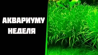 Прошла неделя с момента запуска аквариума.